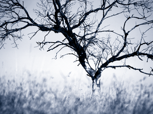 duotone using blue and
black